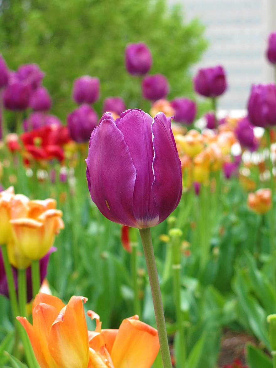 тюльпаны, цветы, сад, фиолетовые цветы, лепестки, лепестки тюльпана, весенние цветы, цветение, цвести, растения, тюльпан