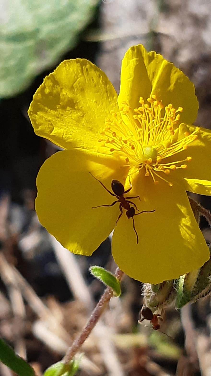 жовта квітка, мурашка, маточки, пелюстки, нектар, жовті пелюстки, цвітіння, флора, природи, комаха