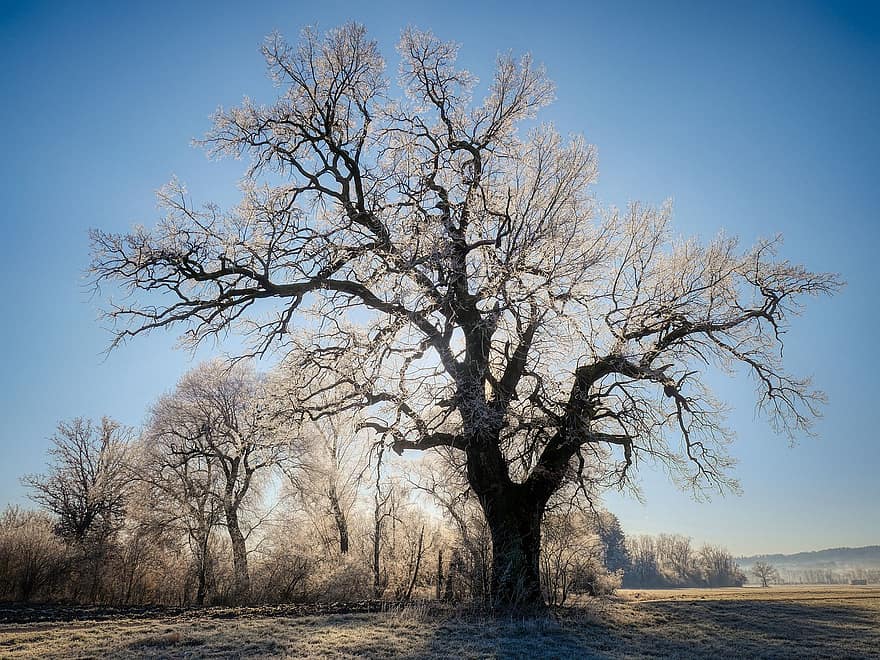 arbre, branques, fred, gelades, brisa, ramificat, naturalesa, hivern, branca, temporada, neu