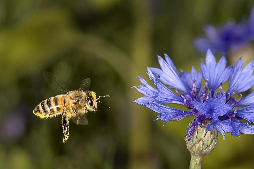 Bie, flygning, insekt, pollinere, pollinering, blomst, bevinget insekt, vinger, natur, Hymenoptera, entomologi
