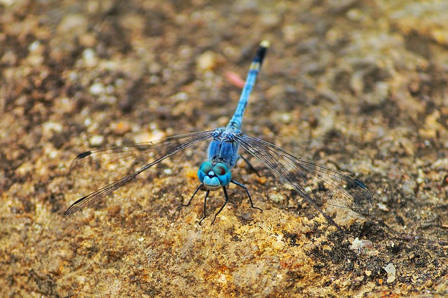 Dragonfly, Insect, Nature, Arthropod, Animal