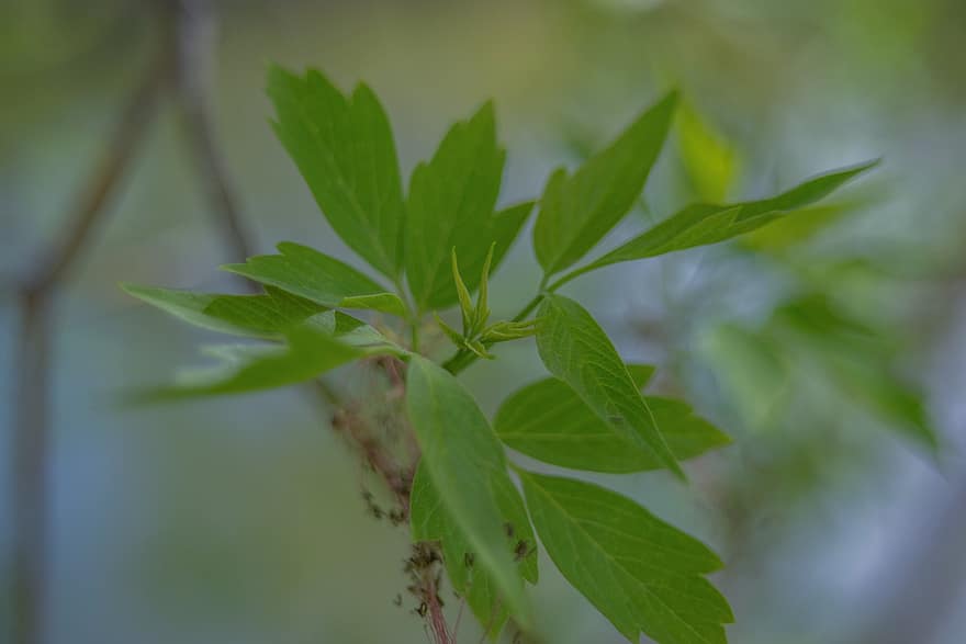Leaves, Branch, Tree, Plant, Foliage, Spring, Nature, leaf, green color, close-up, summer