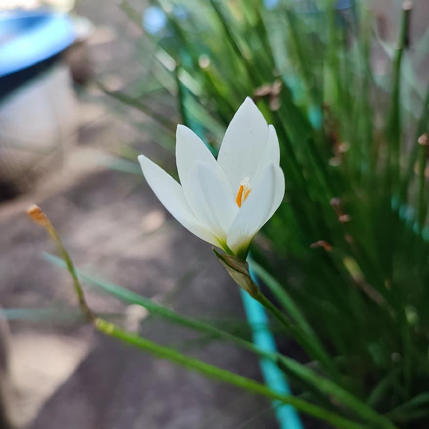 bunga bakung, Lili putih, bunga putih, bunga, taman, Indonesia, tanaman di dalam pot, menanam, kepala bunga, musim panas, daun bunga