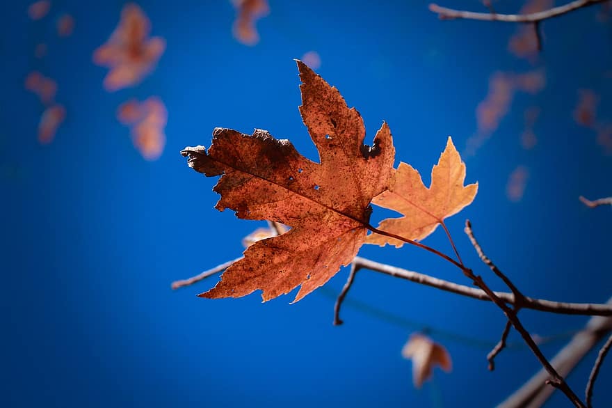 hoja, otoño, naturaleza, papel pintado, al aire libre, temporada, árbol, azul, amarillo, de cerca, antecedentes