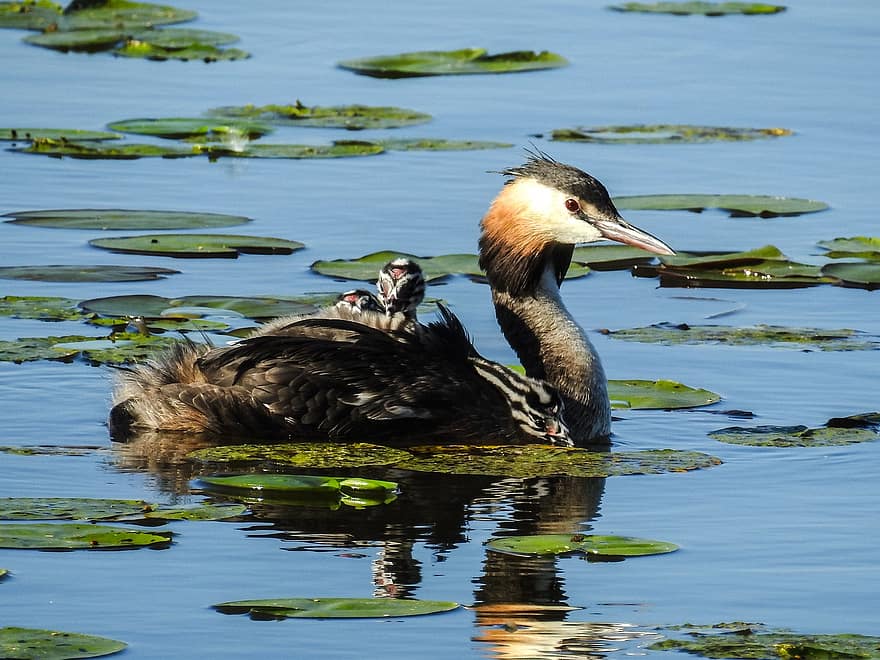 Great Crested Grebe, Birds, Animals, Lily Pads, Pond, Waterfowls, Water Birds, Chick, Feathers, Beaks, Bills