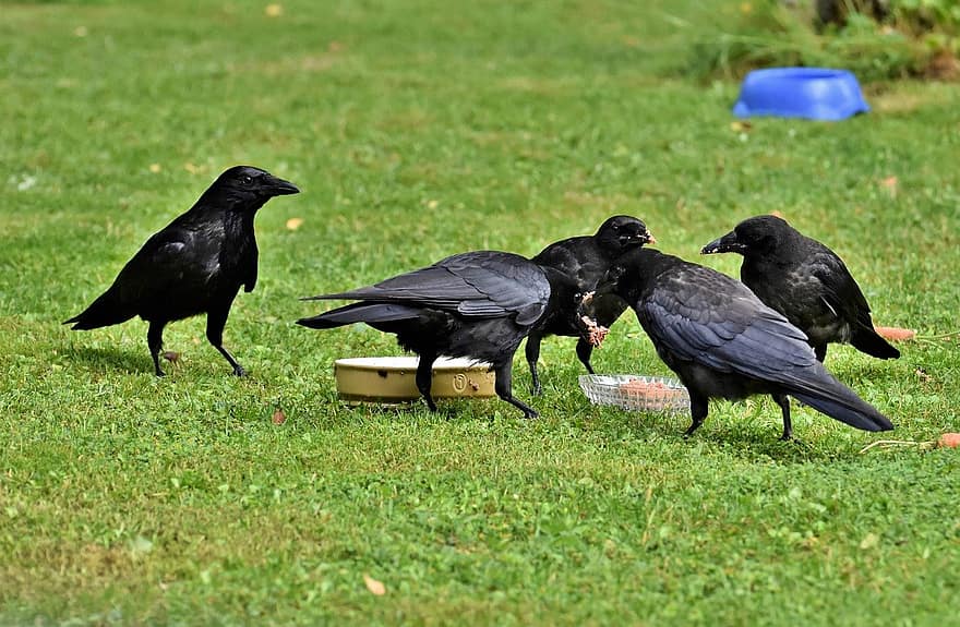 Crow, Birds, Animals, Jackdaw, Black Birds, Feathers, Plumage, Beaks, Bills, Bird Watching, Ornithology
