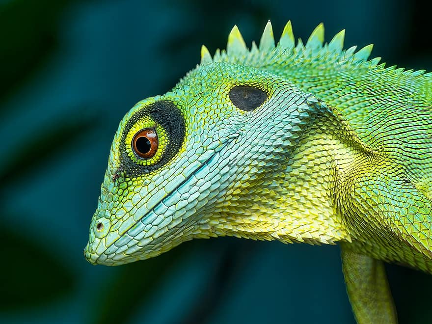 iguana, rettile, squamoso, Drago, bilancia, animale, natura selvaggia, animale selvaggio, selvaggio, natura, fotografia naturalistica