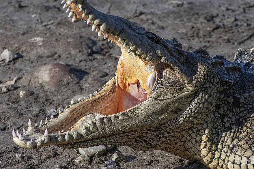 crocodile, reptile, animal, animal aquatique, animal sauvage, sauvage, les dents, faune
