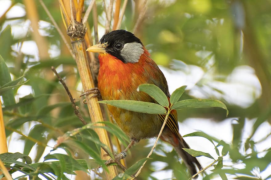 Sumatra Mesia, pássaro, animal, Leiothrix Laurinae, pequeno pássaro, aviária, animais selvagens