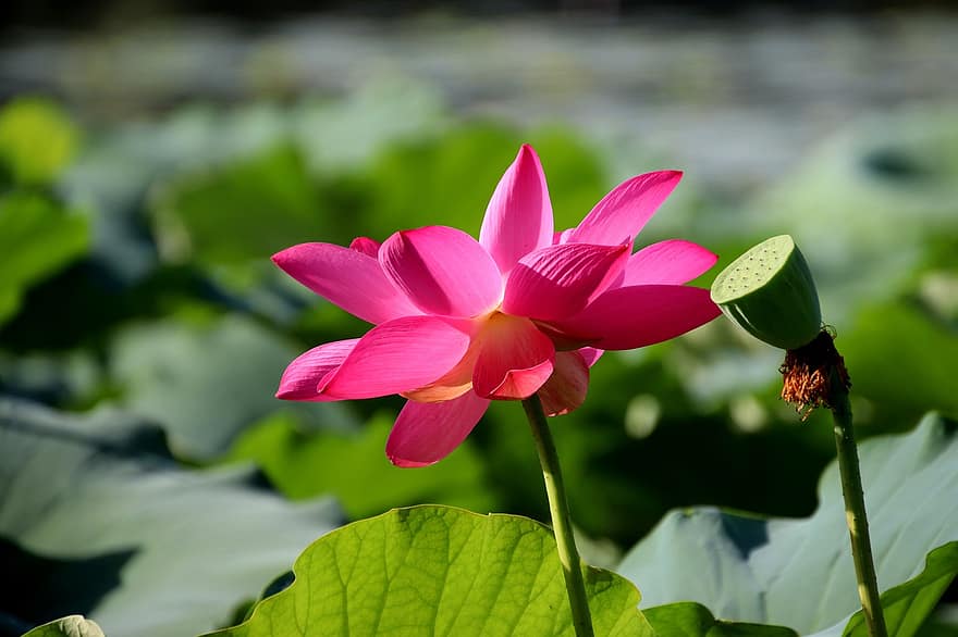 lotus, blomst, Lotus blomst, rosa blomst, petals, rosa petals, blomstre, akvatisk plante, flora, blad, anlegg