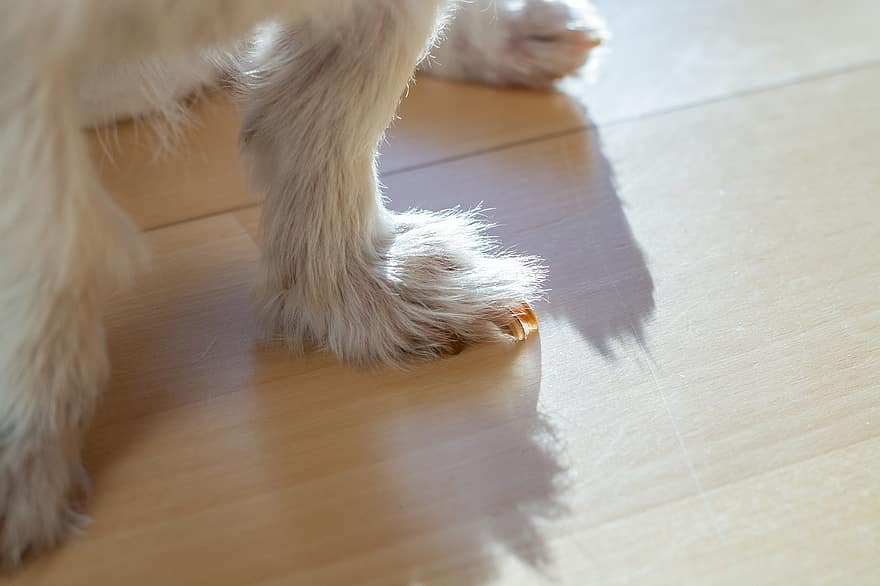 Dog, Dog Paw, Pet, Canine, pets, cute, close-up, puppy, domestic animals, flooring, young animal