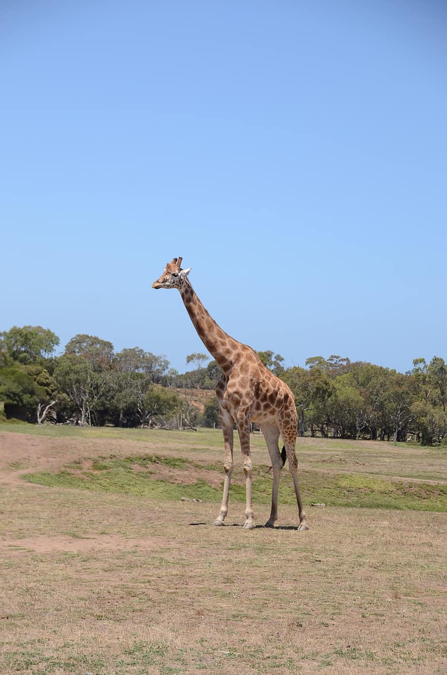 giraf, Zoo, pattedyr, dyreliv, dyr