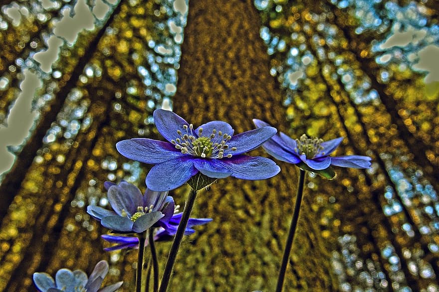 flors, flors blaves, bosc, florir, flor, tronc de l'arbre, arbre, naturalesa, flora, manipulació fotogràfica, blau