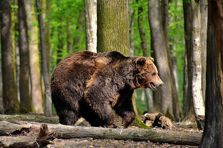 Brun björn, djur-, skog, Björn, däggdjur, vilda djur och växter, vilt djur, fauna, vildmark
