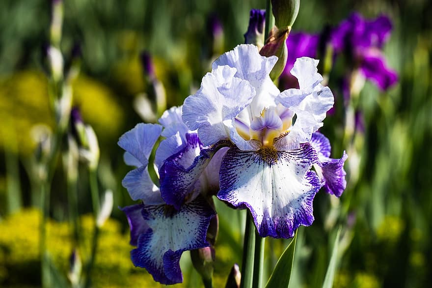 iris, fiore, pianta, fiore viola, petali, gemme, fioritura, giardino, natura