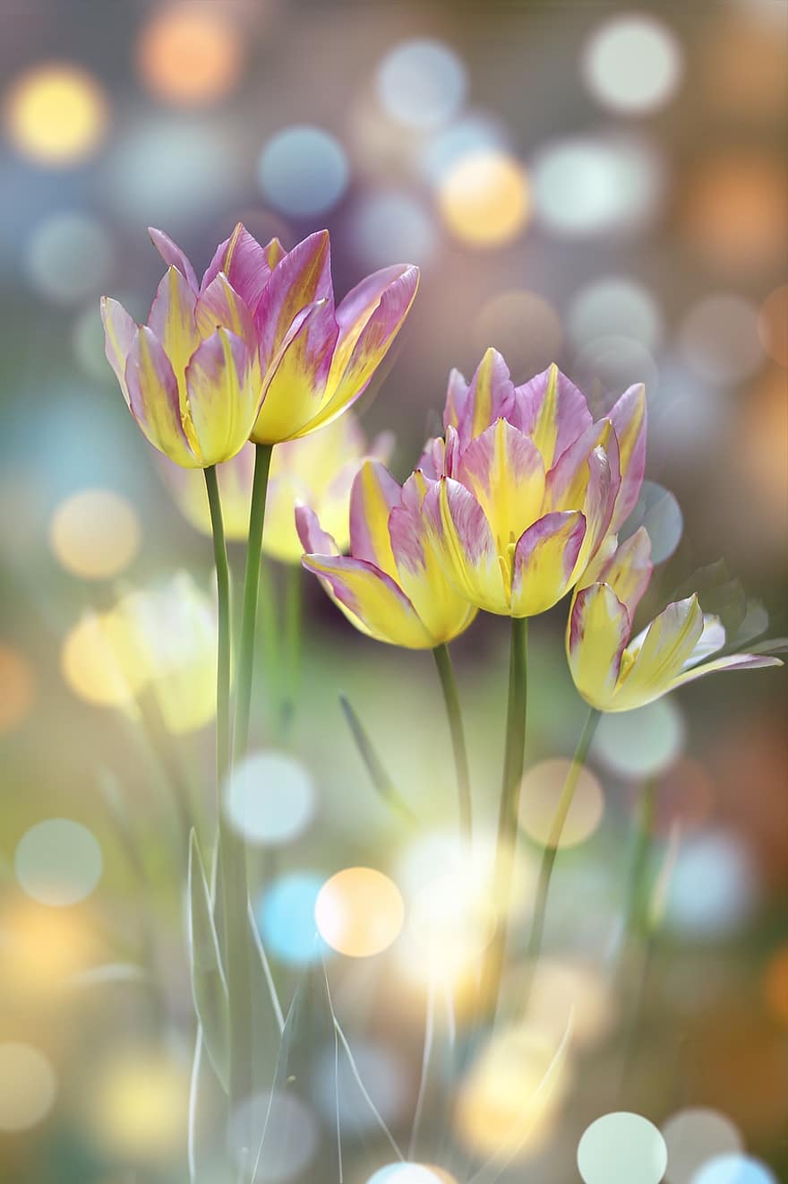 fiori, tulipani, gemme, luci del bokeh, bagliore, floreale, carta da parati hd, carta da parati carina, Carta da parati 4k, carta da parati della natura, sfondo del desktop