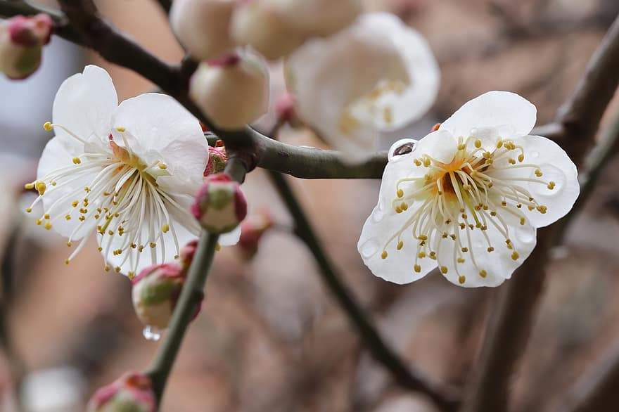 Plum Blossoms, Plum Flowers, Spring Flowers, Spring, Plum Tree, Flowers, Nature, Close Up, flower, close-up, springtime
