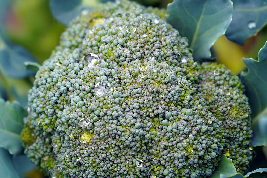 Brokoli, sayur-mayur, sehat, segar, vitamin