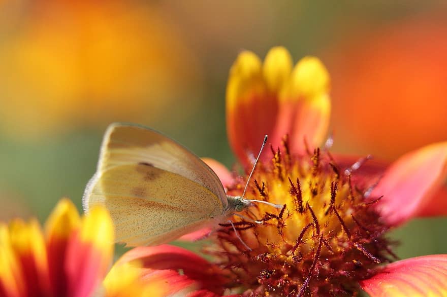 bloem, vlinder, bestuiving, natuur, detailopname, insect, schoonheid in de natuur, dier, macro, zomer, multi gekleurd