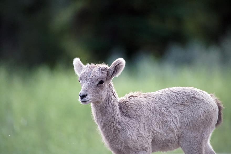 bighorn får, lam, stort horn, får, pattedyr, natur, parkere, dyreliv