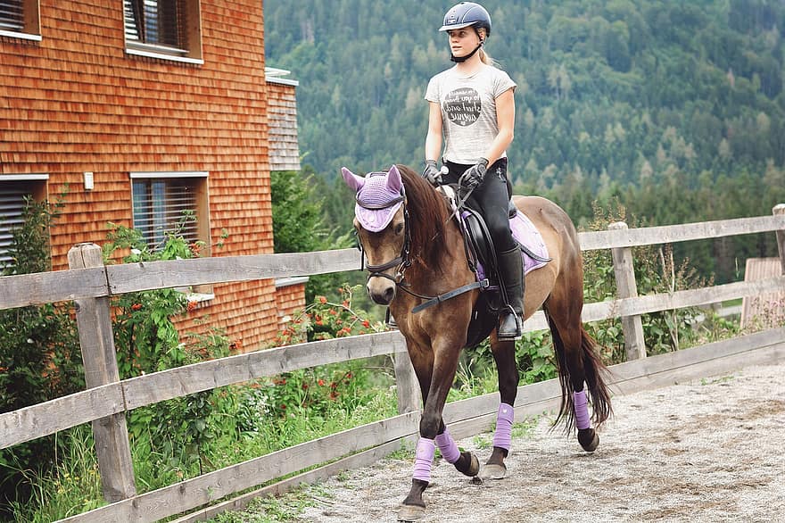caballo, reiterar, poni, amazona, paseo, espacio para montar, lección de equitación, clases de equitación, reitstall, ecuestre, marrón