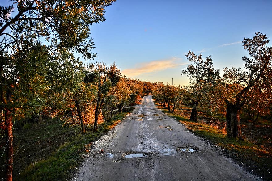 földút, olívabogyó, fák, út, vidéki út, vidéki, vidéki táj, Via Delle Tavarnuzze, chianti, Firenze, Toszkána
