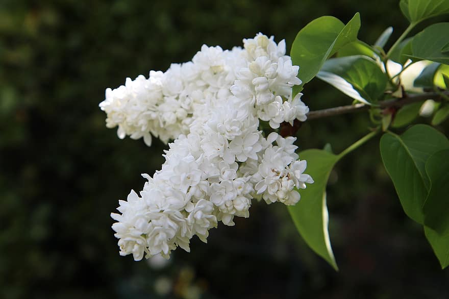 люляци, Бели люляци, съцветие, бели цветя, листенца, бели венчелистчета, разцвет, цвят, флора, природа, цъфтящи растения
