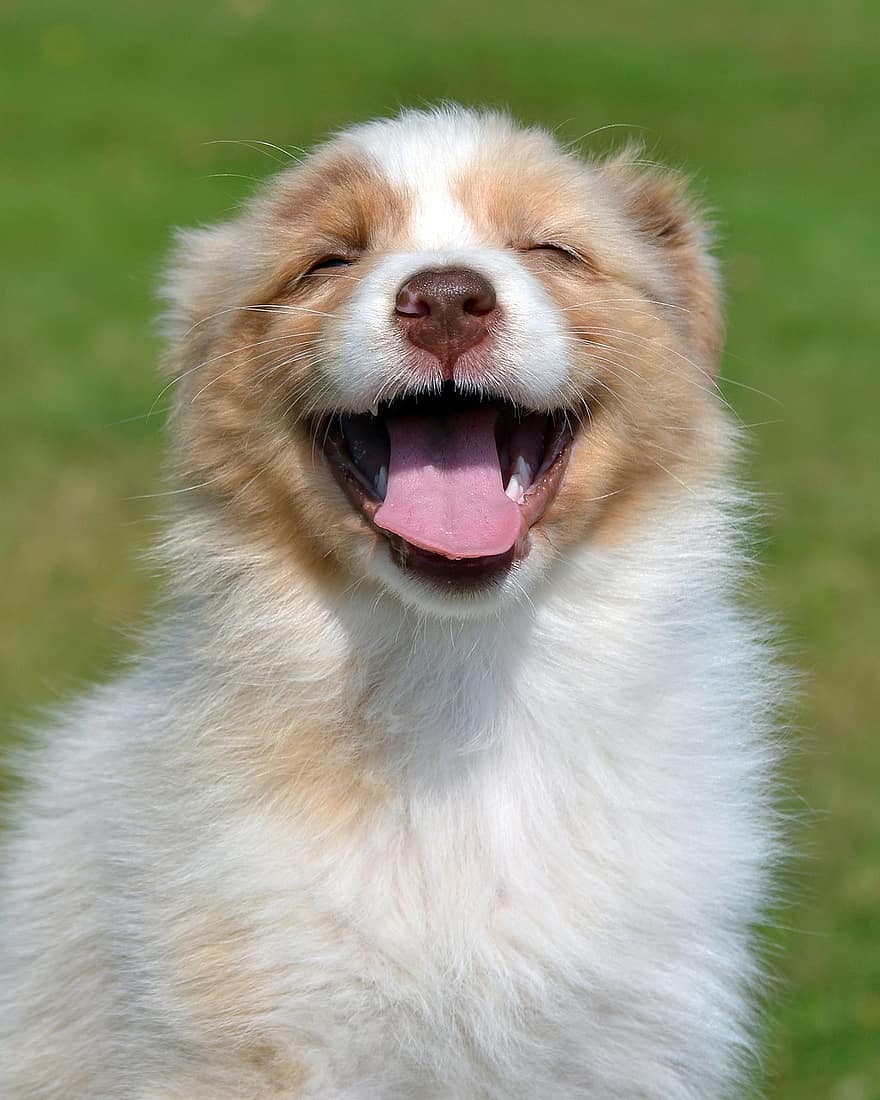 Pastor australiano, perrito, perro, mascota, animal, Perro domestico, canino, mamífero, linda, adorable, feliz