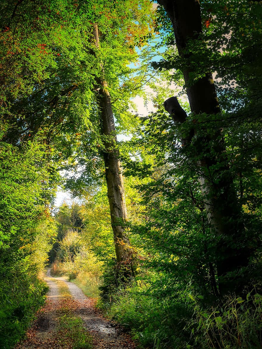 ruta, bosc, camí forestal, Camí, arbres, caure, paisatge, arbre, tardor, full, color verd