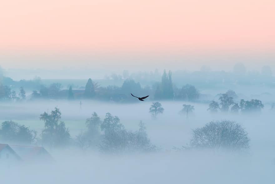 természet, köd, varjú, Napkelte, hajnal, repülő madár, fák, erdő, tájkép, légkör, reggel