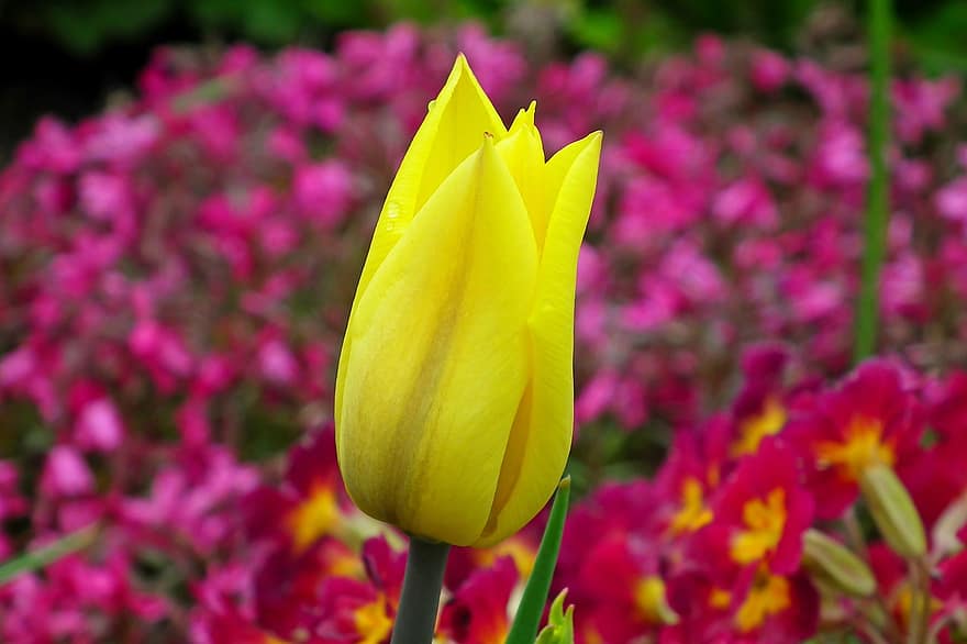 bunga tulp, bunga, tulip kuning, bunga kuning, kelopak, kelopak kuning, berbunga, mekar, flora, alam, merapatkan