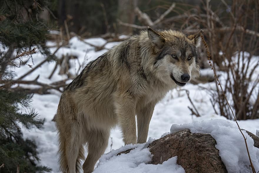 ulv, kjøtteter, canine, hund, rovdyret, dyreliv, vill, furry, dyr, fauna