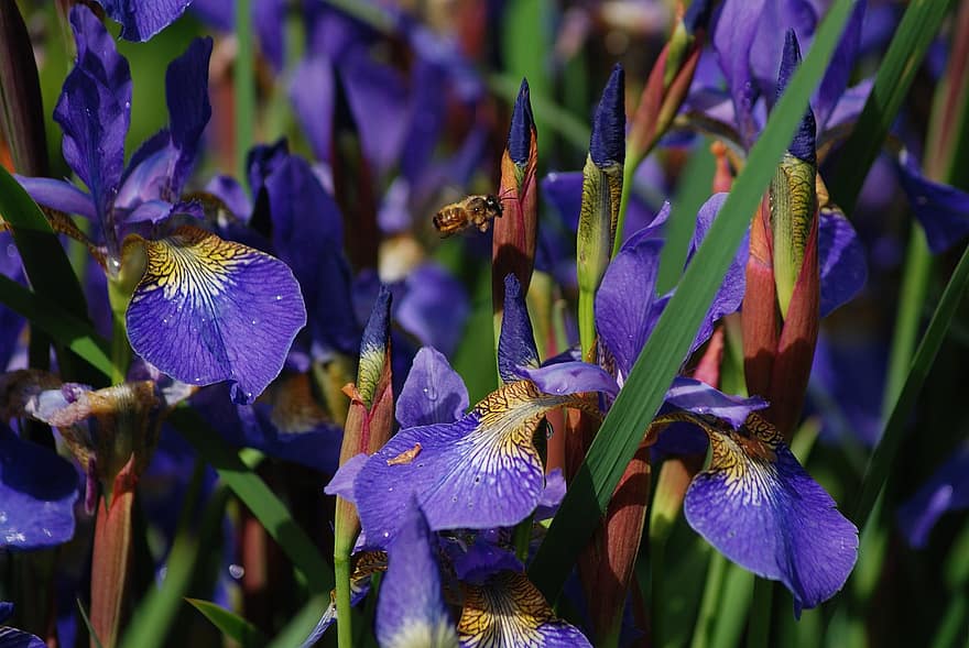 iris, iris germanica, blomma, lila, skäggig, färgrik