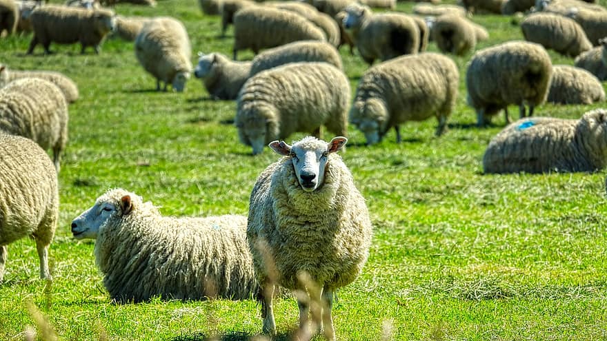 får, djur, bete, flock, ull-, idisslare, däggdjur, boskap, prärie, gräsmark, fält