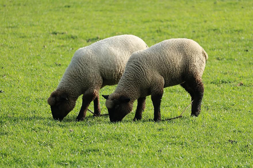 lamm, får, par, ull-, bruka, nötkreatur, bete, äng, fält, natur, lantbruk