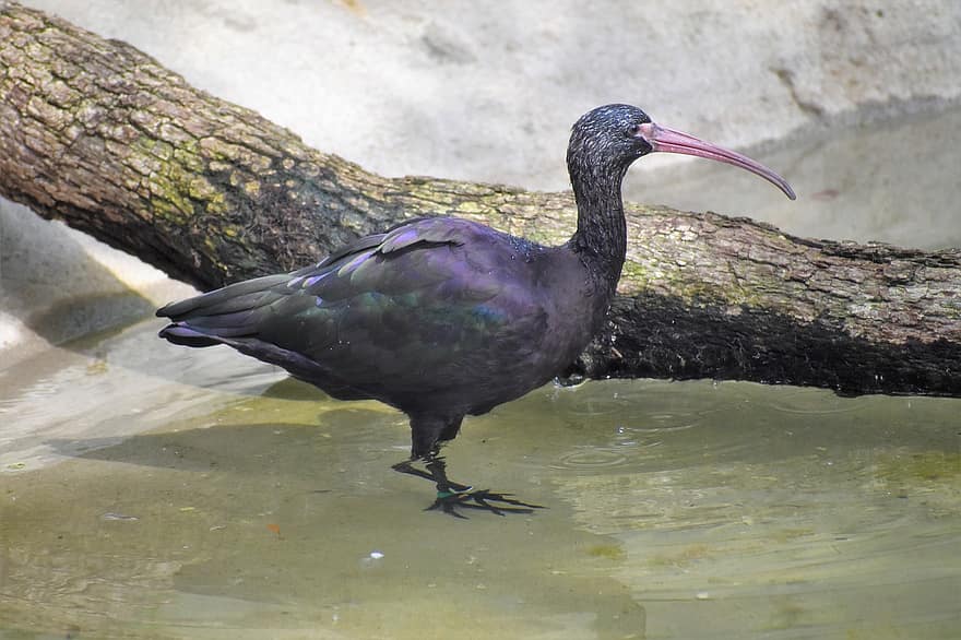 Ibis puna, oiseau, animal, ibis, faune, plumage, branche, eau, la nature, le bec, plume