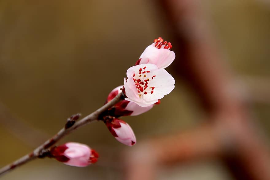 桃の花、フラワーズ、ブランチ、木、芽、ピンクの花、花びら、咲く、花、自然、春