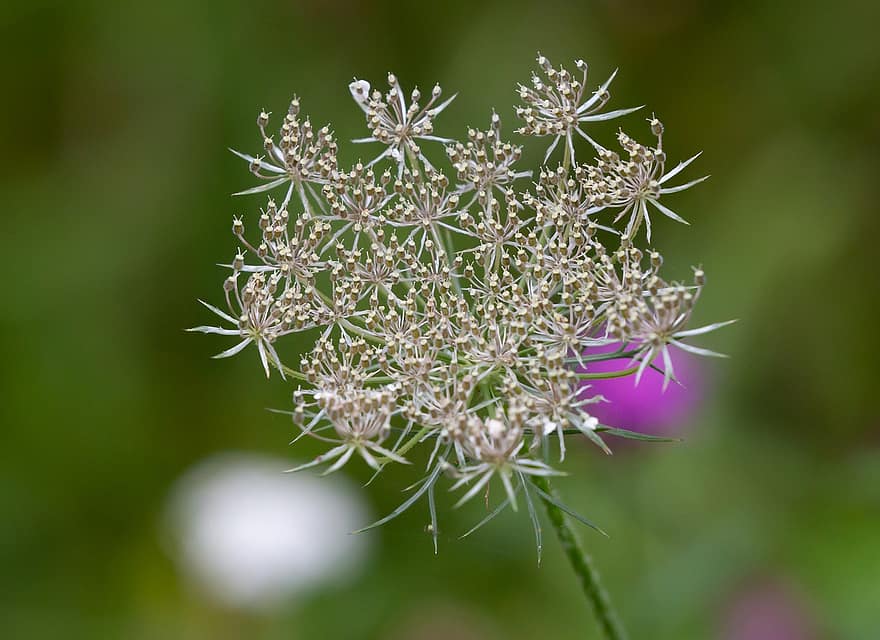 Flowers, Queen Annes Lace, Daucus Carota, Bishop's Lace, Wild Flower, Bloom, Nature, Wildflowers