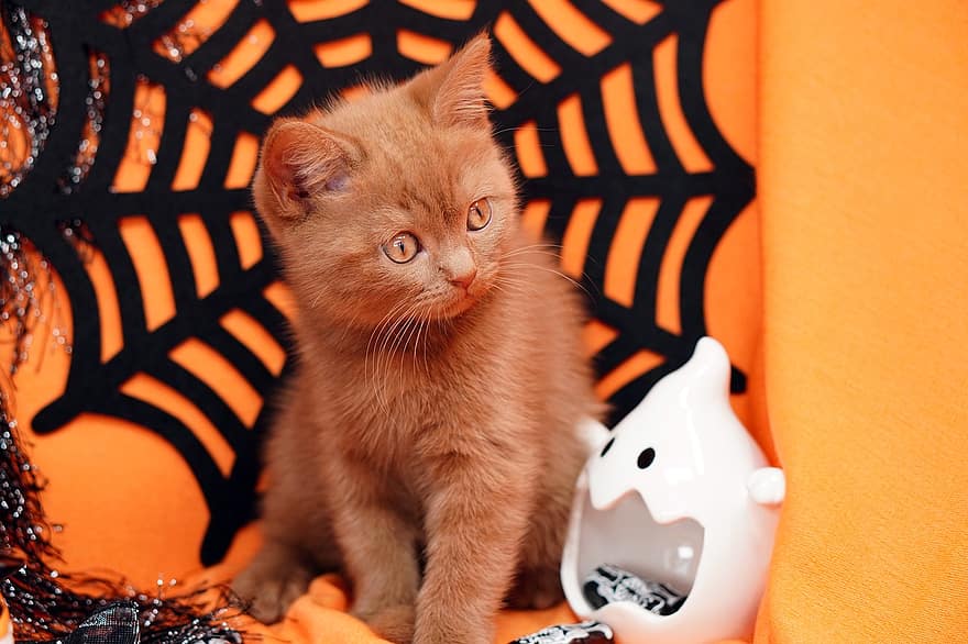 halloween, katt, kattunge, britisk shorthair, kjæledyr, pus, ung katt, dyr, huskatt, feline, pattedyr