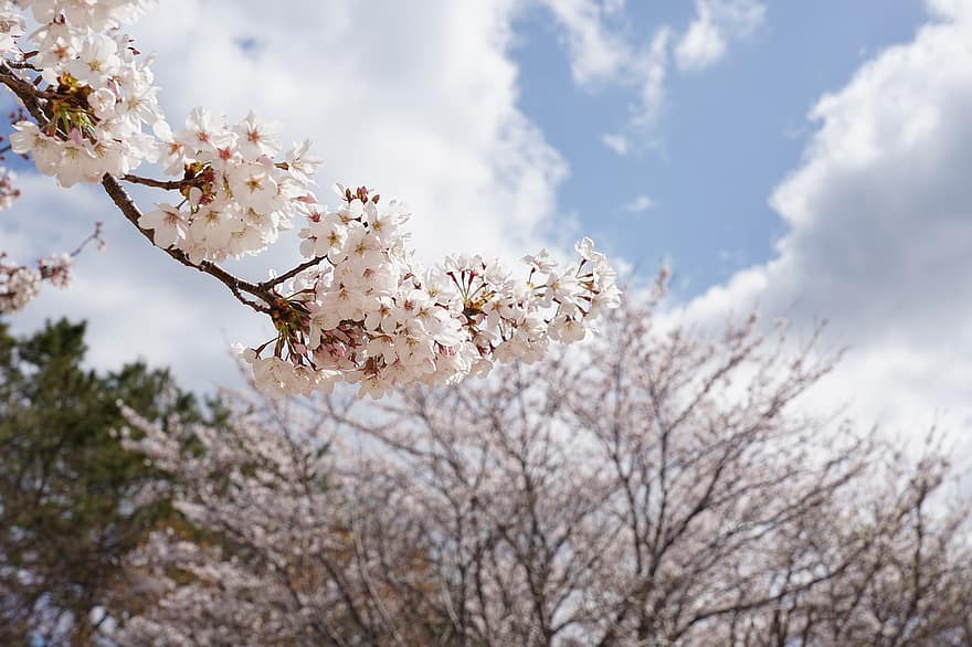 桜、フラワーズ、春、咲く、花、ブランチ、木、工場、観賞用植物、フローラ、自然