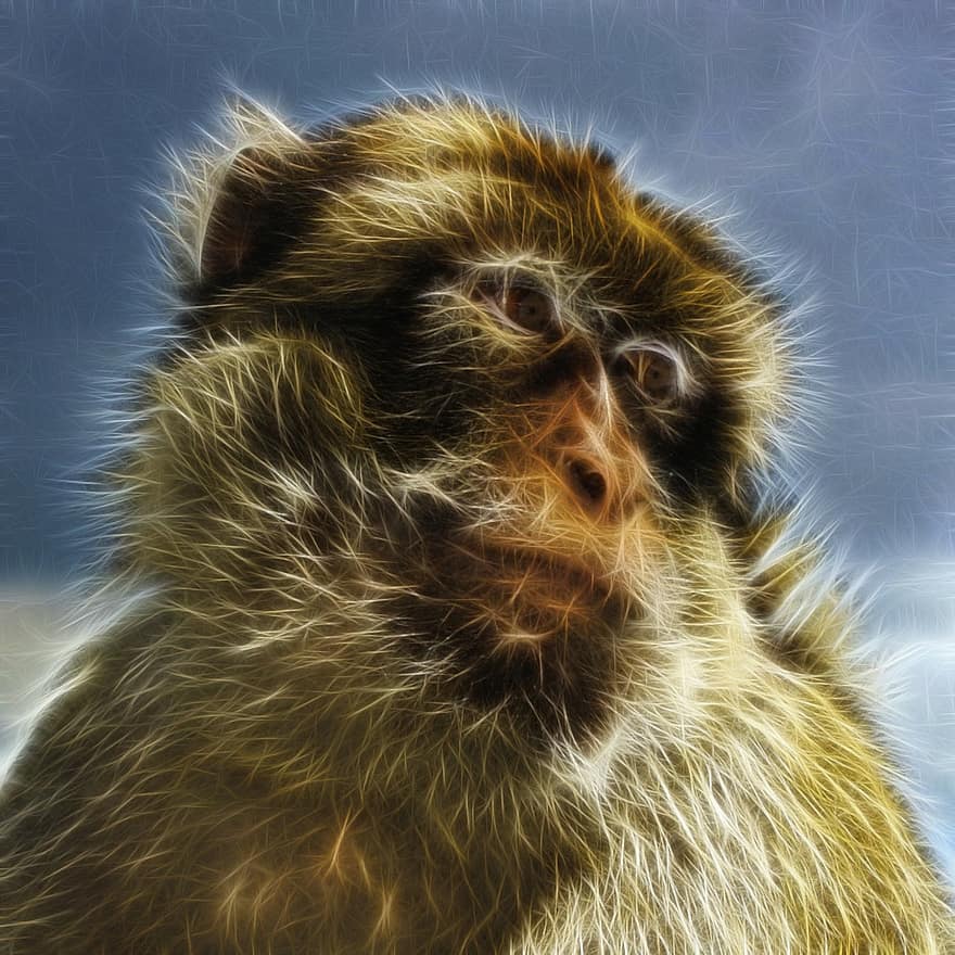 barbary makak, makak obecný, berberaffe, primát, Příroda savců, zvíře, fraktální, umění, grafický, abstraktní