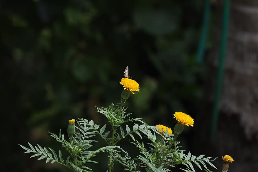 flor, florir, planta, naturalesa, Kerala, verd, groc, estiu, paisatge