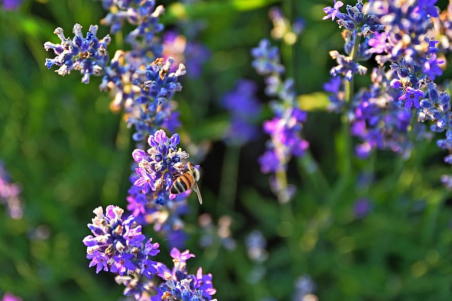 Bie, insekt, pollinere, pollinering, lavenders, blomster, bevinget insekt, vinger, natur, Hymenoptera