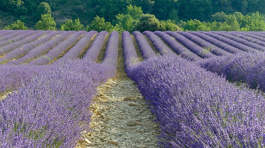 lavender, bunga-bunga, bidang lavender, flora, tanaman berbunga, tanaman