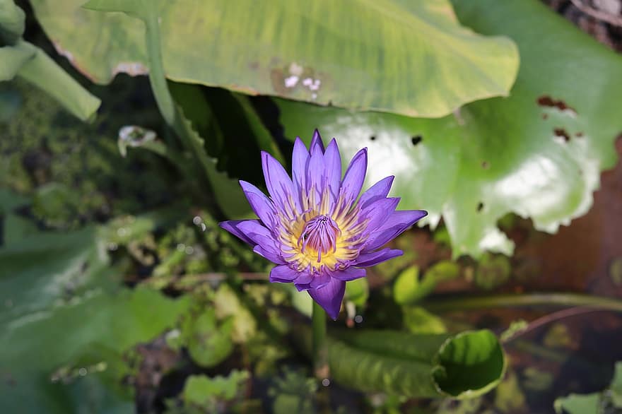 flor, flor Purpura, floración, naturaleza
