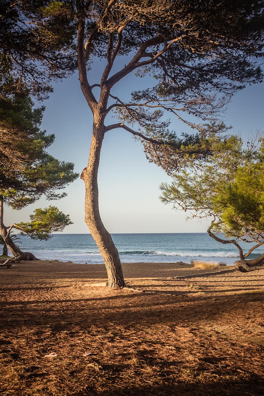 drzewo, plaża, morze, Natura, ocean