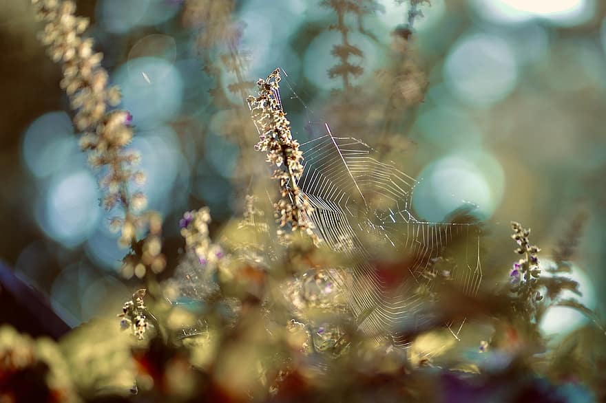 zirnekļa tīkls, augu, tīmeklī, zirnekļu tīkli, rudenī, rasas, fona, bokeh, mistisks, noslēpumains