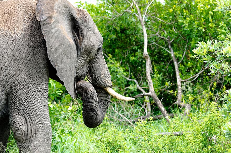 con voi, pachyderm, Công viên quốc gia kruger, thú vật, hoang dã, động vật hoang dã, Châu phi, thân động vật, động vật safari, những loài có nguy có bị tuyệt chủng, voi châu Phi