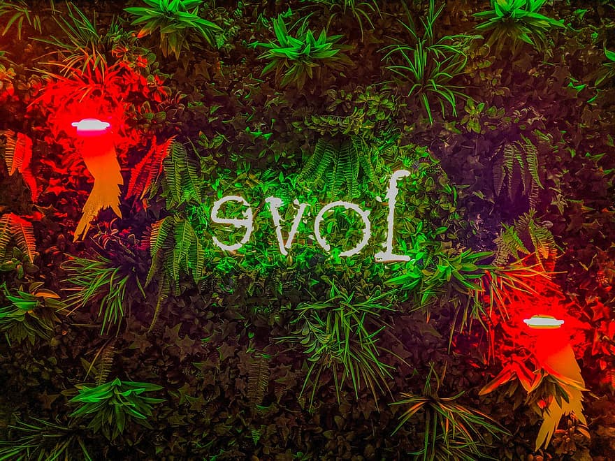 Love, Typography, Plants, Lights, Illuminated, Letters, Word, Foliage, Motivational, Positive, Courage