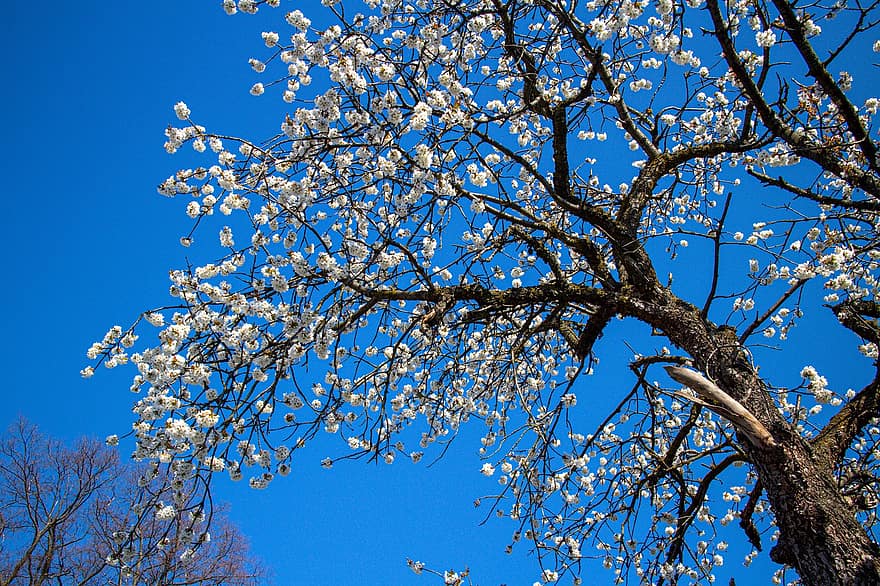 дерево, квіти, весна, небо, цвітіння, білі квіти, гілки, стовбур, природи